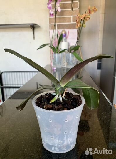 Орхидея фаленопсис трилипс