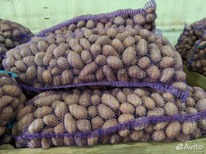 Картофель семенной Королева Анна