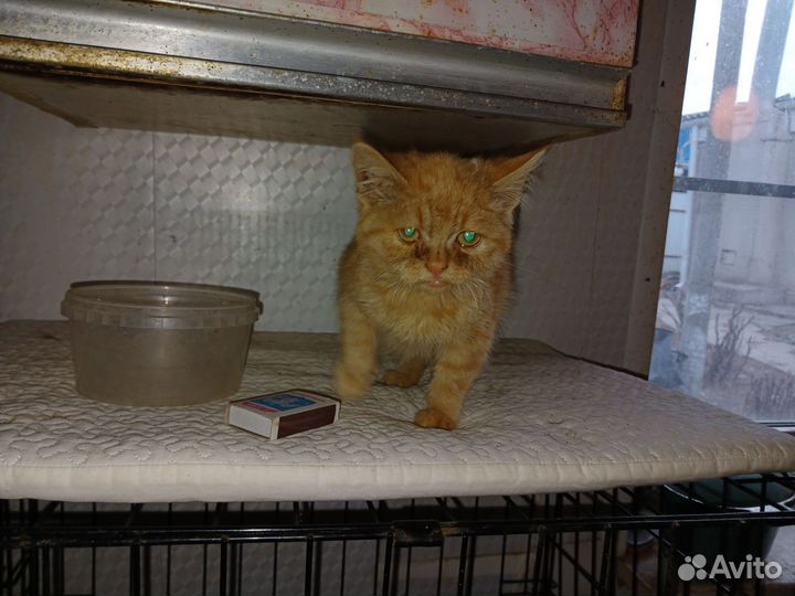 Отдам шикарного кота