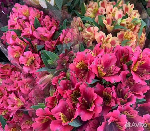 Цветы оптом и в розницу