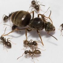 Lasius niger (чёрный садовый муравей), Санкт-Петербург