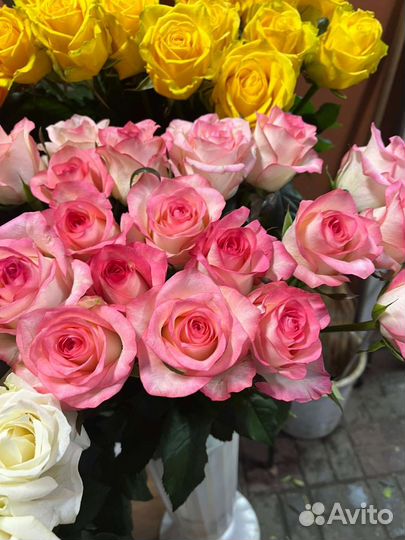 Розы крымские и голландские