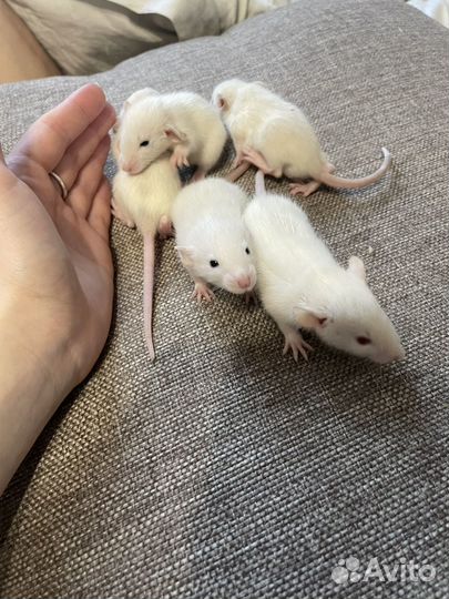 Декоративные крысята дамбо