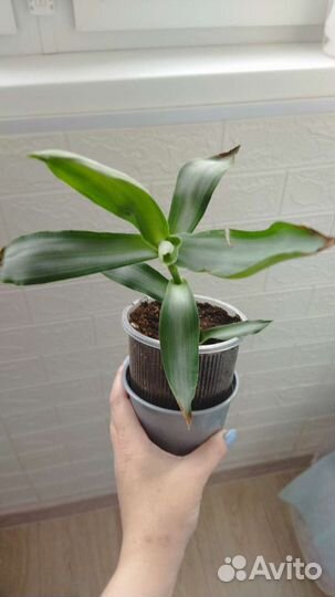 Комнатные растения, цветы