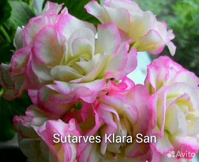 Пеларгонии сортовые часть 1