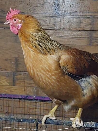 Кучинская юбилейная