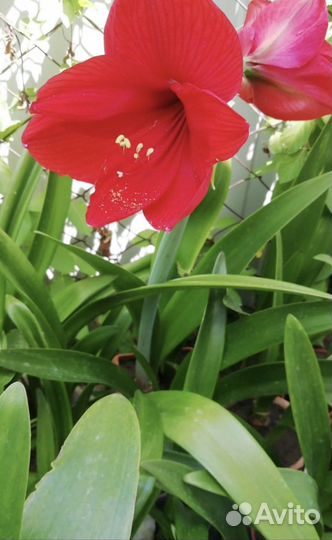 Гиппеаструм амариллис