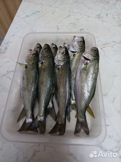 Рыба луфарь