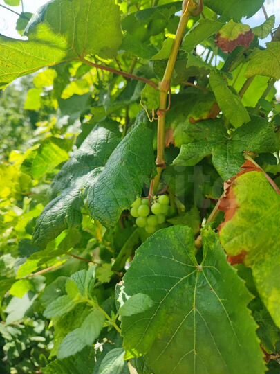 Участок 4 сот. (ИЖС)