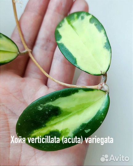 Хойя verticillata variegata, villosa, Bella, kerri