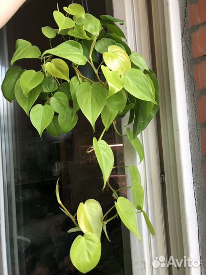 Филодендрон лемон лайм