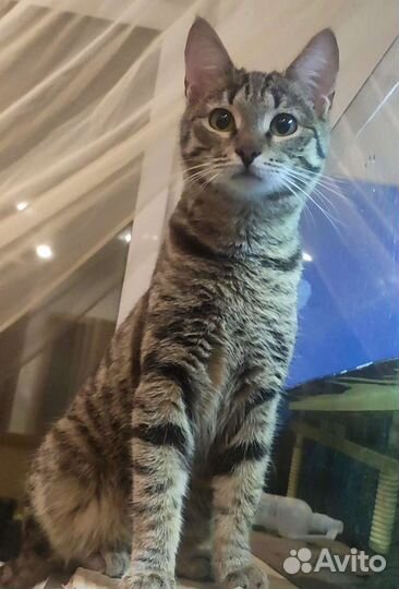 Европейская, кот Сёма