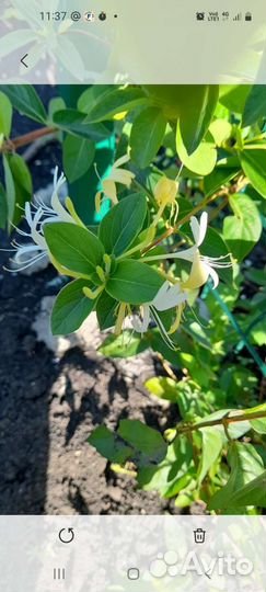 Жимолость вьющаяся декоративная