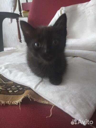 От кошки британки