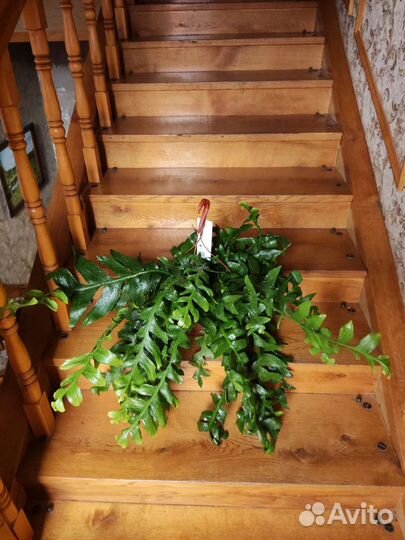 Эпифиллум марниера