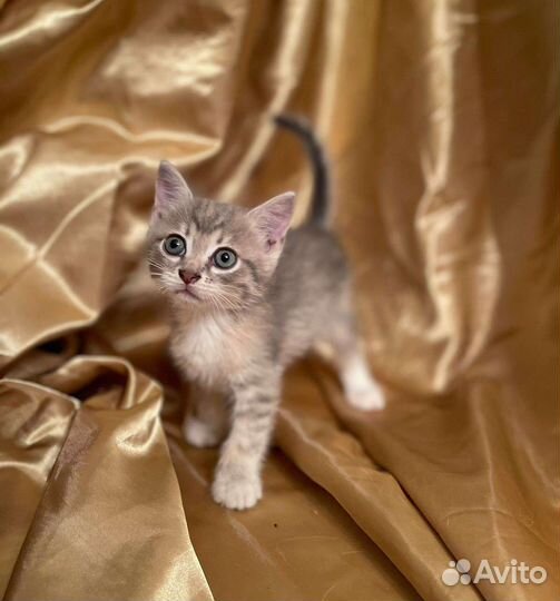 Котята в добрые руки бесплатно