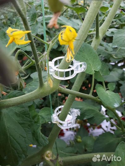 Клипса для растений