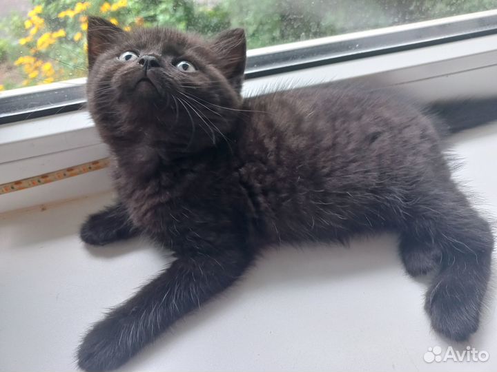 Котята бесплатно