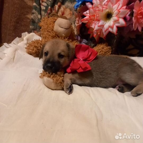 Щенки мальчики в добрые руки