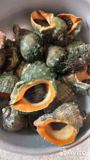 Рапан живой в ракушке