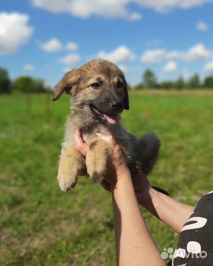 Щенки из приюта ждут своих хозяев