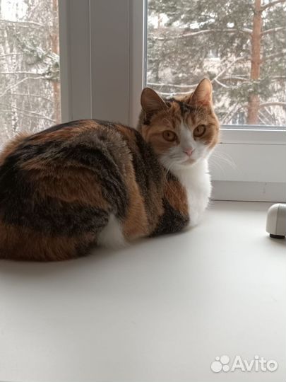 Кошки в добрые руки