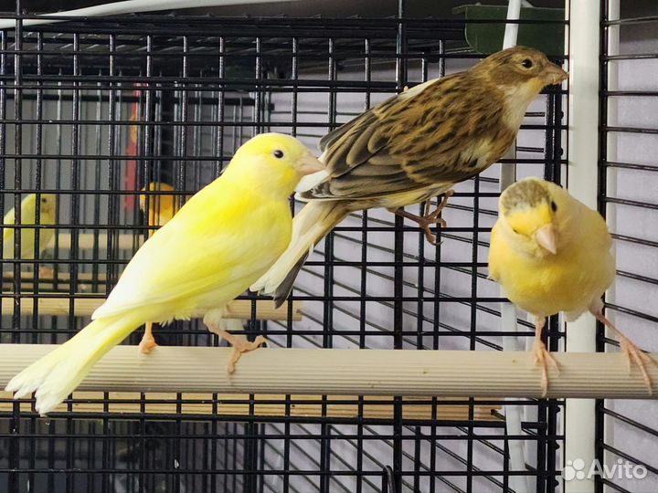 Кенара и канарейки