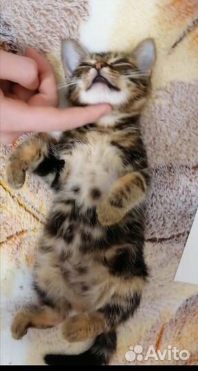 Котенок, мальчик