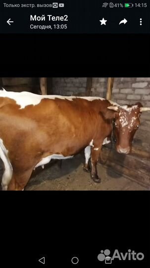 Корова стельная дойная