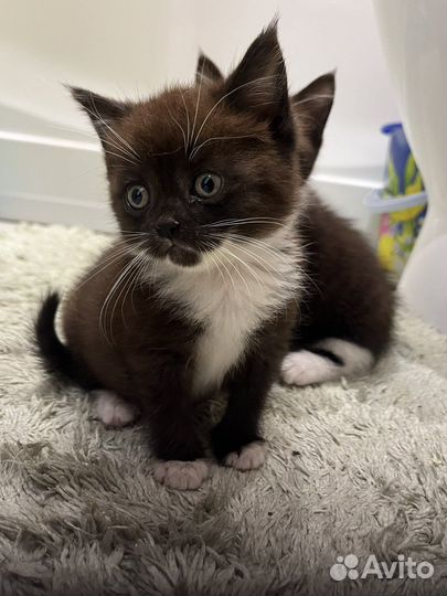 Котята