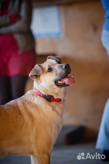 Отдаю в добрые руки рыжую собаку Дусю