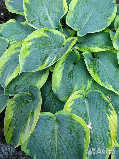 Эти хосты не едят слизни