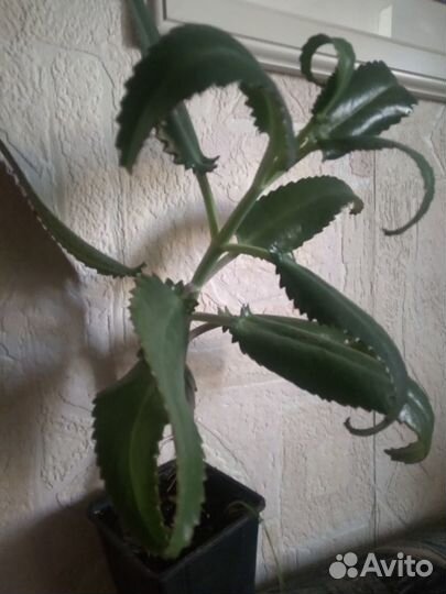 Каланхоэ лечебный, алоэ столетник