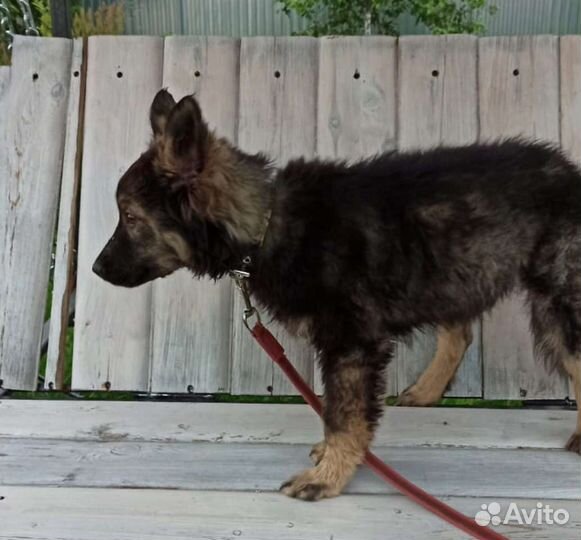 Рекс - красивый воспитанный щенок