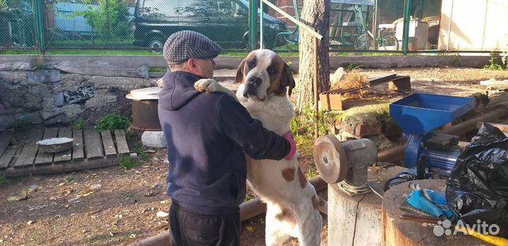 Щенки сенбернара девочки