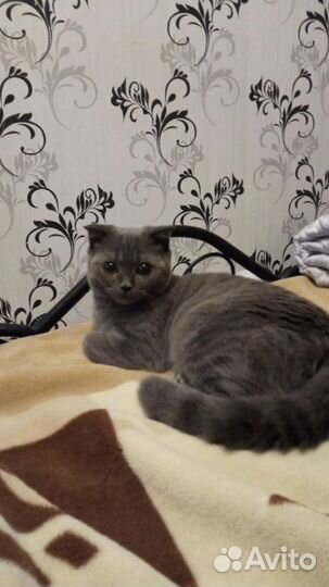 Готовятся к продаже Шотландские котята.1500