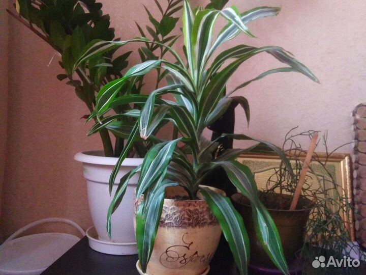 Драцена пестролистная