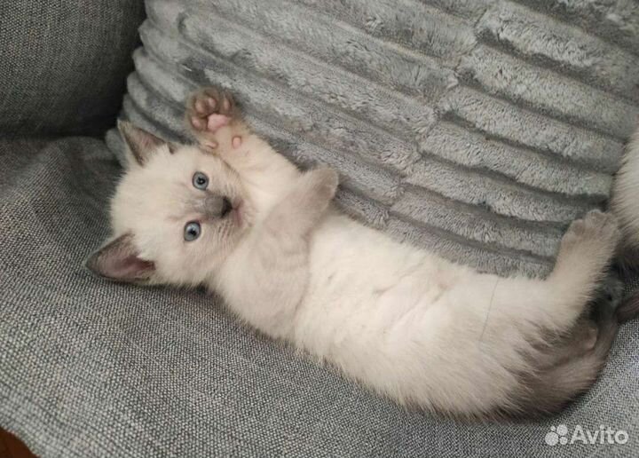 Кот на вязку