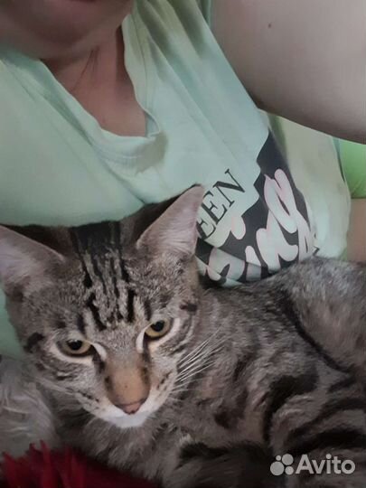 Отдам кота в добрые руки