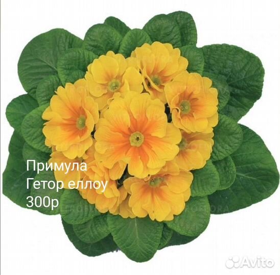 Примулы сортовые