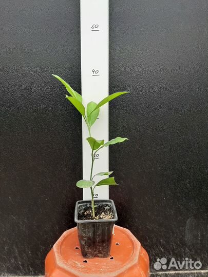 Цитрусовые (апельсины, мандарины, лимоны, помело)