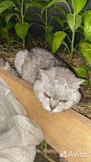 Кошка
