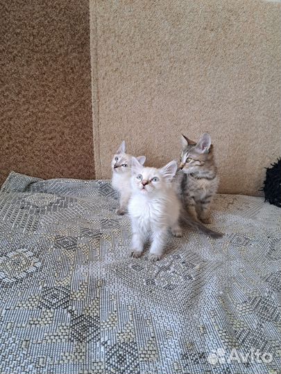 Отдам в добрые руки