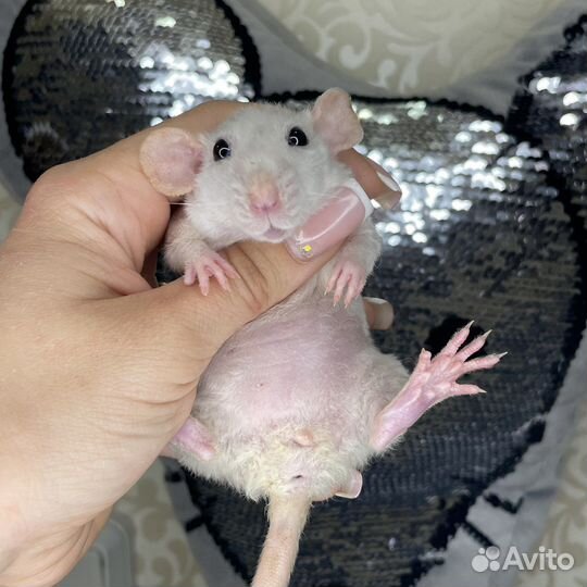 Питомник. Дамбо крысы, крысята, крыса