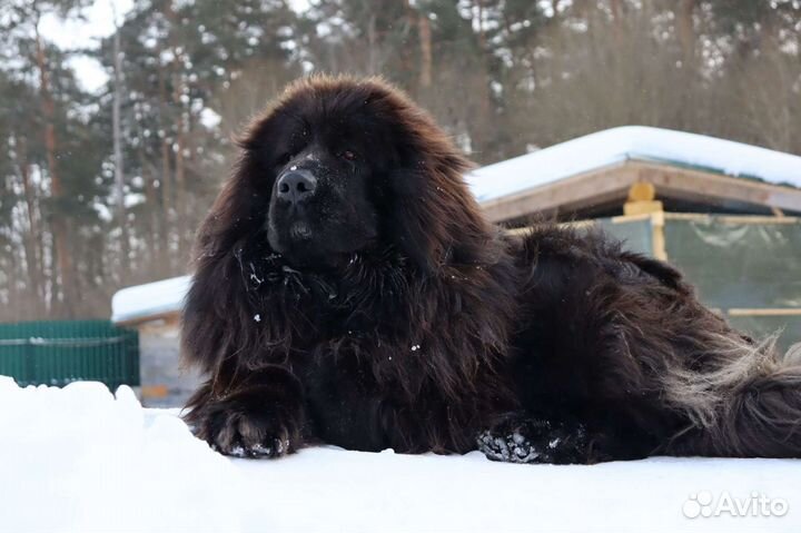 Тибетский мастиф вязка
