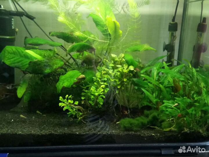 Аквариумные растения