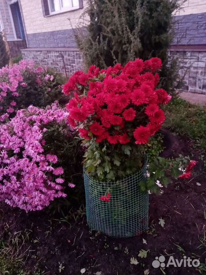 Хризантемы