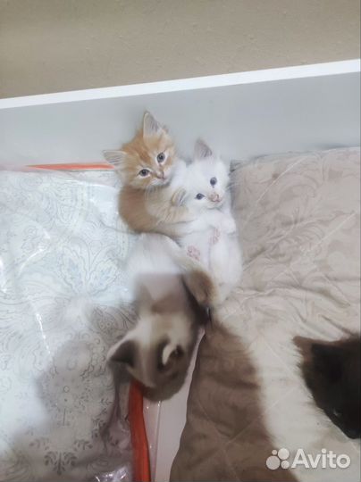 Котята