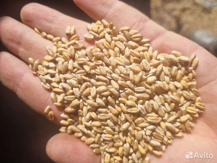 Пшеница