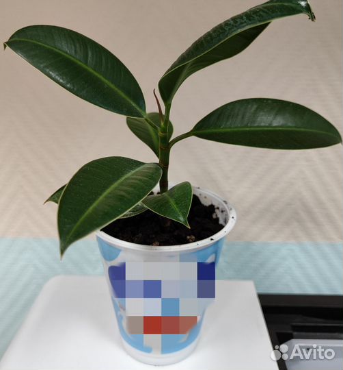 Фикус каучуконосный Эластика